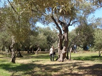 О.Локрум - оливы