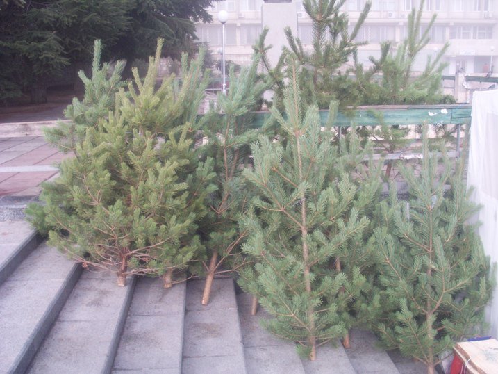 Продажа елок в Алуште
