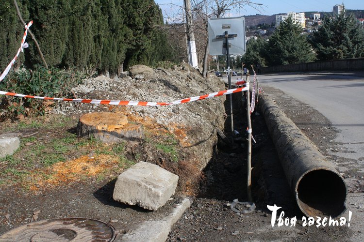 В Алуште спилили многолетнее живое дерево, ул. 60 лет СССР. Фото Михаила Рекунова.