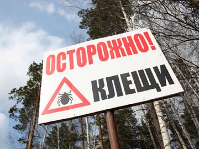В Алуште медики зафиксировали случай клещевого боррелиоза. Фото сайта siapress.ru. "Твоя газета!" — новости Алушты.